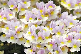 Image result for Nemesia lilacina