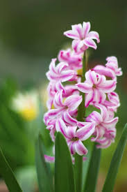 Some flowers beginning with v:viburnumviolet bloomvioletvincavirgin's bowervriesea simple hybridvriesea van ackerivioletviolet.· some regular verbs that begin with the letter v are vacuum, vanish and venture.some more examples are visit, volunteer, vote and vouch. 10 Flowers That Start With V Home Stratosphere