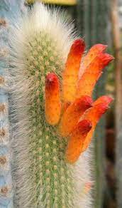 5 succulents that look like cactus. Pin By Gabriela Prina On Flores De Otros Cactus Plants Cactus Flower Cactus