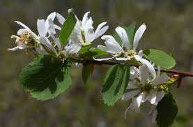 Image result for Amelanchier alnifolia