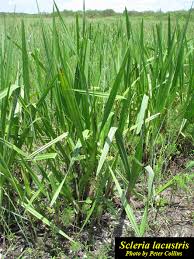 Image result for Scleria lacustris