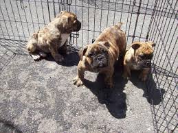 It also goes by the names bullypit and pitbully. English Bulldog Mixed With Pug Puppies 9 Weeks Old For Sale In Irvington New Jersey Classified Americanlisted Com