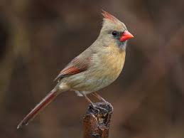 Cardinals live in open woodlands and do not migrate. Northern Cardinal Ebird