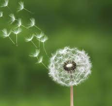 Fly By Bessi 500px Dandelion Art Flower Pictures Nature Art Painting