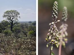 Image result for Stenostelma capense