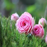 Image result for Denekia