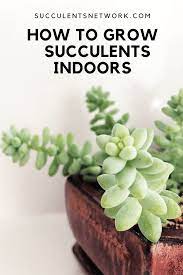 How To Grow Succulents Indoors Succulents Succulent Care Growing Succulents