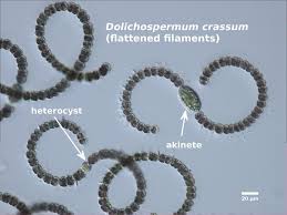 Image result for Dolichopentas