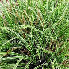 Image result for Carex johnstonii