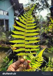 Image result for Thelypteridaceae