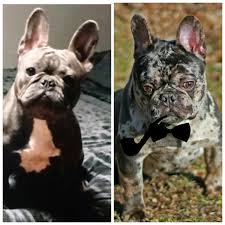 French bulldog puppies for sale in il; French Bulldog Puppies For Sale Zion Township Il 302573
