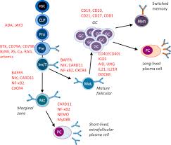 Image result for B-Lymphocyte