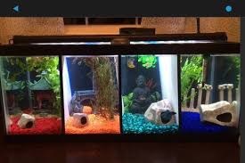 Betta Tank Goals Love The Colors With Images Betta Fish Tank Cool Fish Tanks Betta Tank
