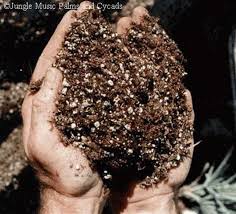 These 4 are the best cherry trees to grow in the southern climate and soil. Potting Soil For Palm Trees
