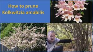 Image result for Kolkwitzia