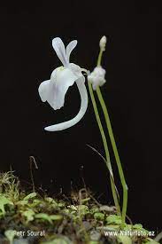 Utricularia Sandersonii Pictures Utricularia Sandersonii Images Naturephoto Carnivorous Plants Rainforest Plants Mini Plants