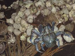 These truly are the largest coconut crabs in the world! Coconut Crab Fighting Over Coconut With Hermit Crabs