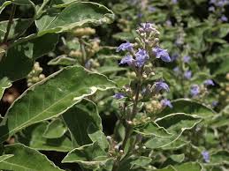 Image result for Vitex trifolia