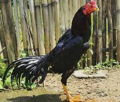 Bentuk dan model kaki ayam petarung pukul saraf/ko : Ayam Bangkok Jenis Ayam Aduan Dengan Harga Fantastis Cermati Com