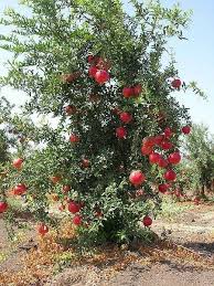 Best Time To Plant A Pomegranate Tree Www Ehow Com How 4762598 Grow Pomegranates Seeds Html How To Grow Pomegranate Trees To Plant Growing Fruit Trees Plants