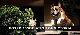 They're the best dogs for kids. Boxer Association Of Victoria Inc Home Facebook