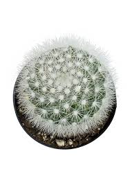 Image result for Stellaria mannii