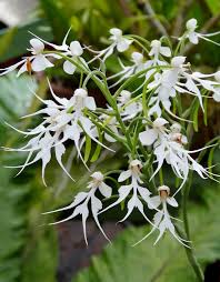 Image result for Habenaria pubipetala