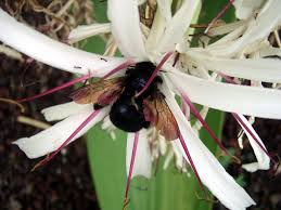 New mexico and southward through mexico. Xylocopa Sonorina Wikipedia