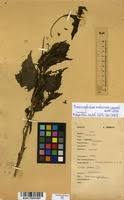 Image result for Crassocephalum montuosum