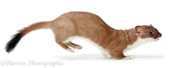 Photograph Of Stoat Mustela Erminea Young Female Rights Managed White Background Image Mink Animal Stoat Cute Ferrets
