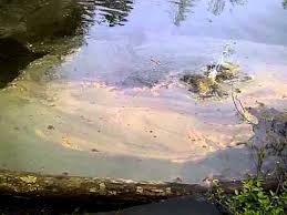 Catching Baby Catfish Youtube