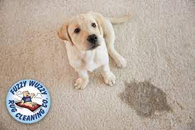 After blotting up as much of the urine as you can, mix these ingredients in a spray bottle and spray the spot liberally. How To Get Dog Pee Out Of Carpet Complete Guide