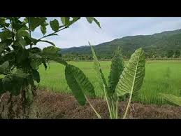 Fasilitas yang bagus, melihat sunrise dan sunset, berfoto ria di spot yang instagramable bisa kamu dapatkan. Pemandangan Yang Cantik Di Kampung Youtube