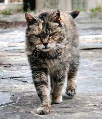 Farm Cat Wikipedia