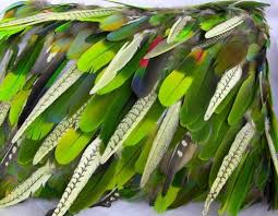 Birds Of A Feather 2019 Cast A Feather Pillow For Phoenix Landing Feather Crafts Bird Crafts Parrot Feather