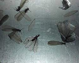 One sign of termites is quiet clicking sounds coming from the walls. Drain Flies Reticulitermes Bugguide Net