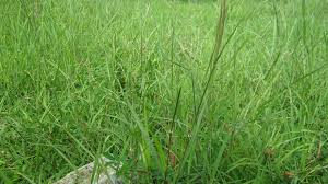 Herbisida untuk rumput grinting : Rumput Pakan Ternak Yang Baik Untuk Hewan Jenis Jenis Rumput