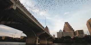 south congress bridge bat guide