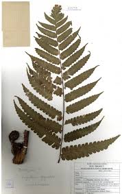 Image result for Cyatheaceae