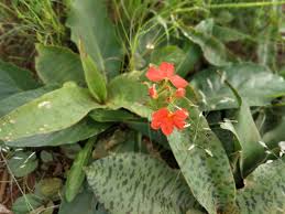 Image result for Crossandra greenstockii