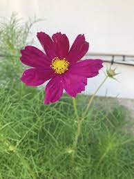 First Cosmo Seeds Came From A Box Of Cereal To Save The Bees Gardening Garden Diy Home Flowers Roses Nature Landscaping Ho Save The Bees Seeds Cosmos