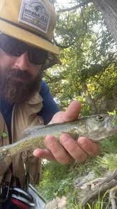 Excuse my poor fish handleing all were safley returned to the river multi  species day