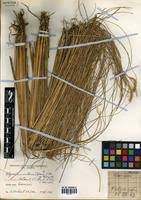 Image result for Elionurus muticus