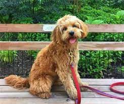 The size of the f1b cavapoo will depend greatly on which type of poodle was used. How Big Do Cavapoos Get 2021 We Love Doodles