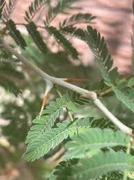 Image result for Faidherbia albida