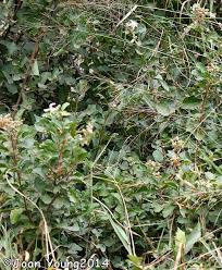 Image result for Grewia sulcata