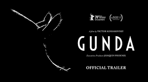 Documentary looks at the daily life of a pig and its farm animal companions: Everything You Need To Know About Gunda Movie 2020