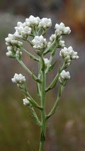 Image result for Gnaphalium