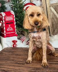 Merry Christmas Baci, Chino, Kaiah, Reggie, Nala, Sophie, Schnauzer, Buddy,  Lacey, Rondo, Mabel, Rubin, Norman, Bailey, Sora & Skyla ❤️🎄