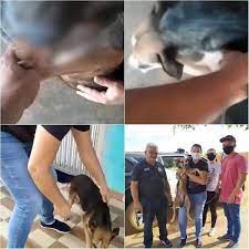 Homem faz vídeo praticando zoofilia em cadela e causa revolta em Picos 